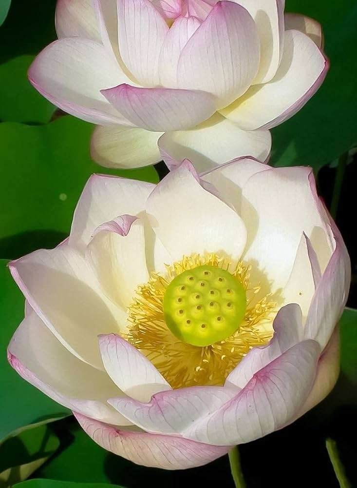 Empress Lotus